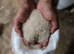باستثناء بسمتي.. الهند تفرض ضريبة 20% على صادرات الأرز