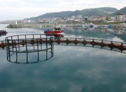صيادو البحر الأسود يتجهون للاستزراع السمكي