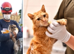 إنقاذ 14 قطة من تحت الأنقاض في زلزال إزمير