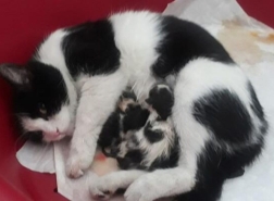 تركيا: قطة تذهب بنفسها إلى المستشفى من أجل الولادة