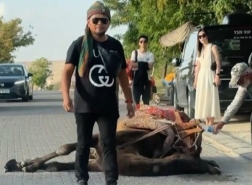 جمل يصطحب السياح في كابادوكيا يغمى عليه بسبب عبء العمل